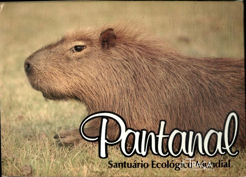 Pantanal: Santuário Ecológico Mundial